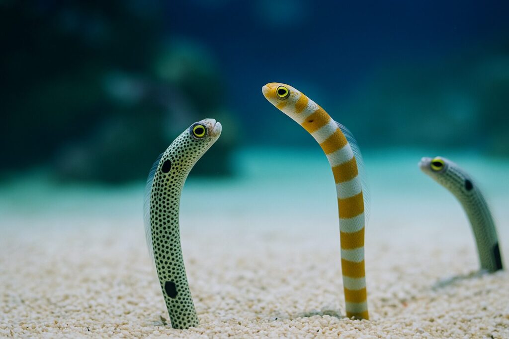 チンアナゴとニシキアナゴ