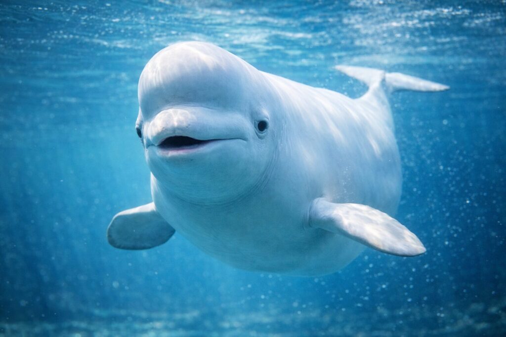 シロイルカ