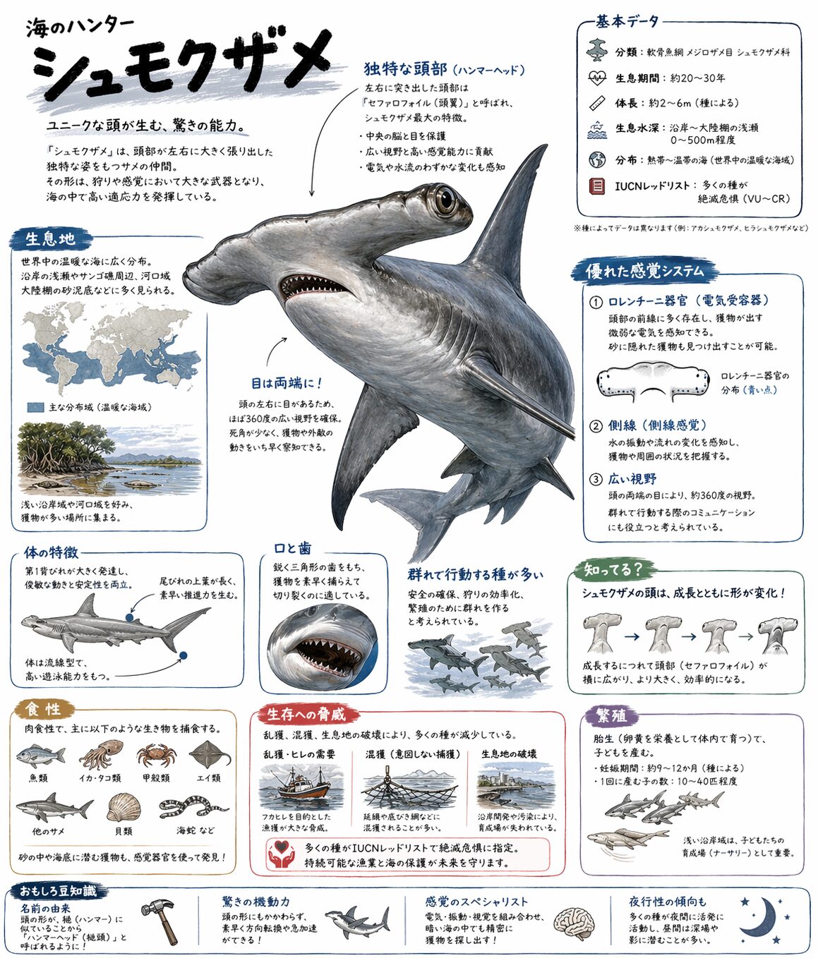 シュモクザメ　ハンマーヘッドシャーク シュモクザメ （ハンマーヘッドシャーク） - 頭の形の理由とは